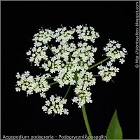 Aegopodium podagraria inflorescence - Podagrycznik pospolity kwiatostan