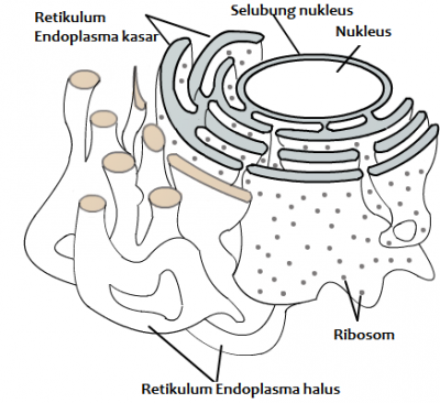 struktur retikulum endoplasma