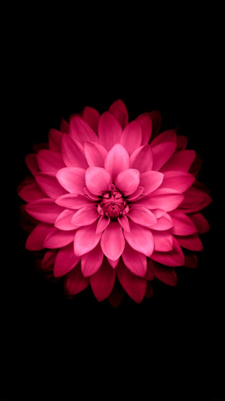 ↑↑TAP AND GET THE FREE APP Nature Pink Flower Black Stylish