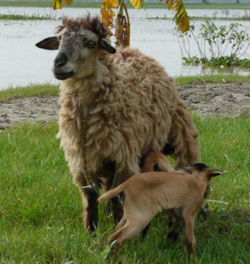 sheep, raising sheep, sheep farming, sheep rearing