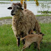 Raising Sheep