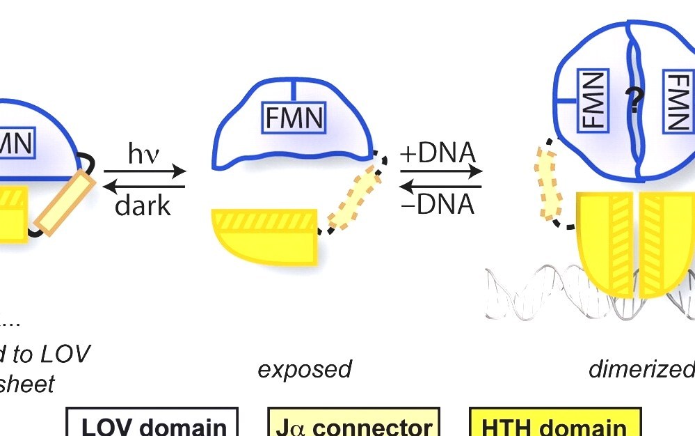 LightOxygenVoltagesensing Domain Lov Domain