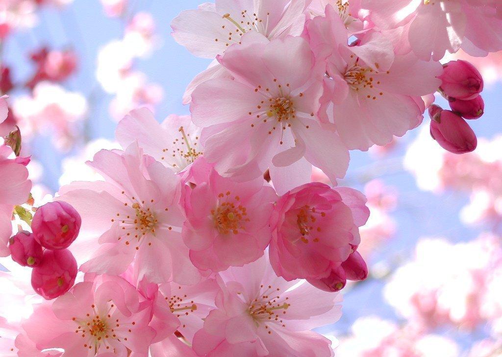 CONSULTIAMOCI OGGI E' IL PRIMO GIORNO DI PRIMAVERA...