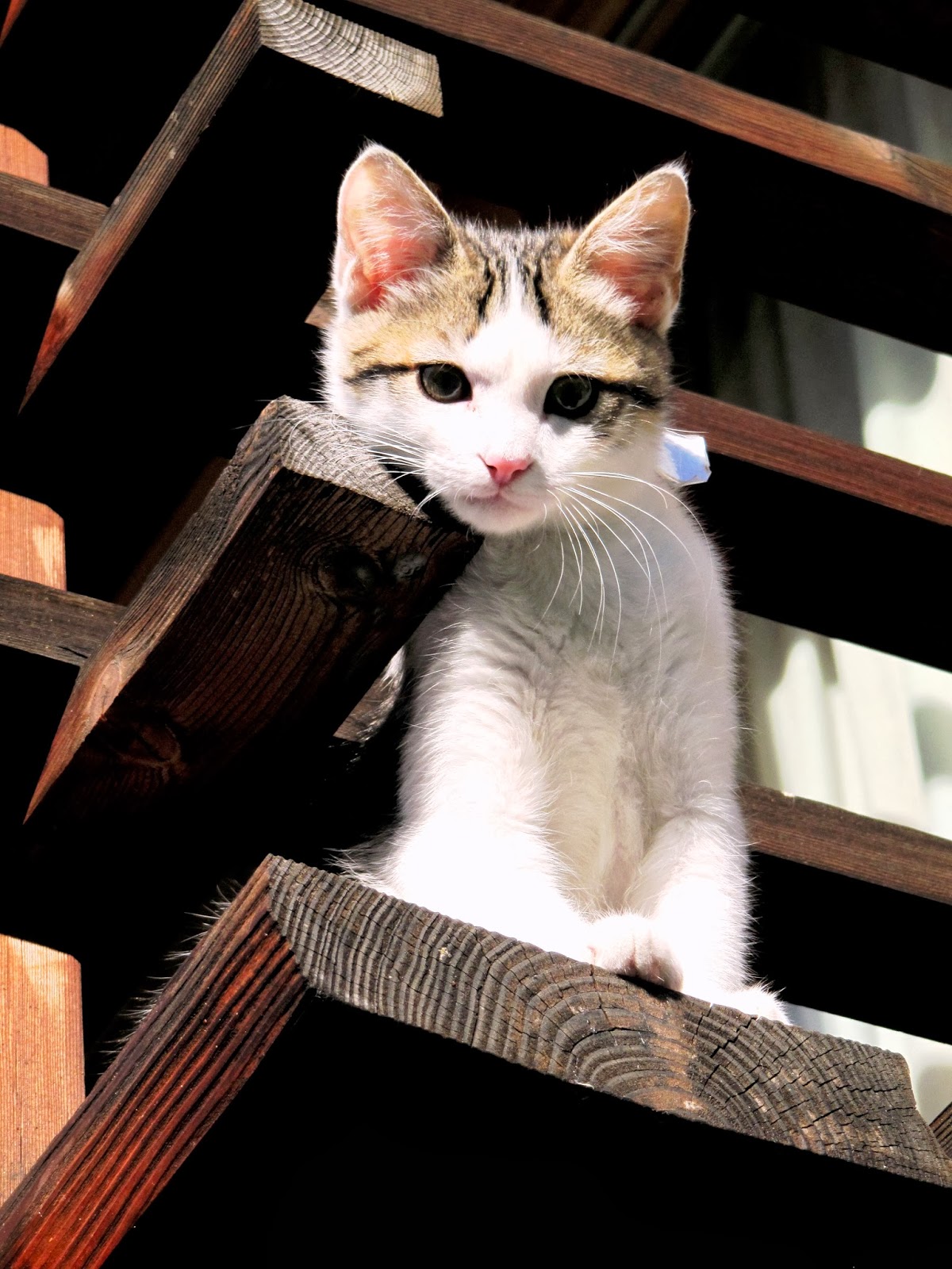 I 100 Animali Più Belli Del Mondo