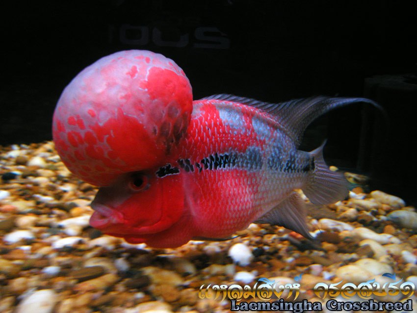 High quality flowerhorn fish Big Kok Flowerhorn for sale Thailand ปลา