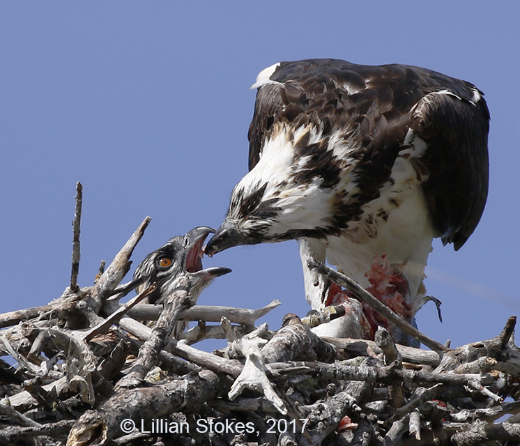 STOKES BIRDING BLOG Baby Ospreys Now!