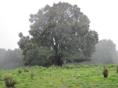 Tormenta en Cerro Viejo