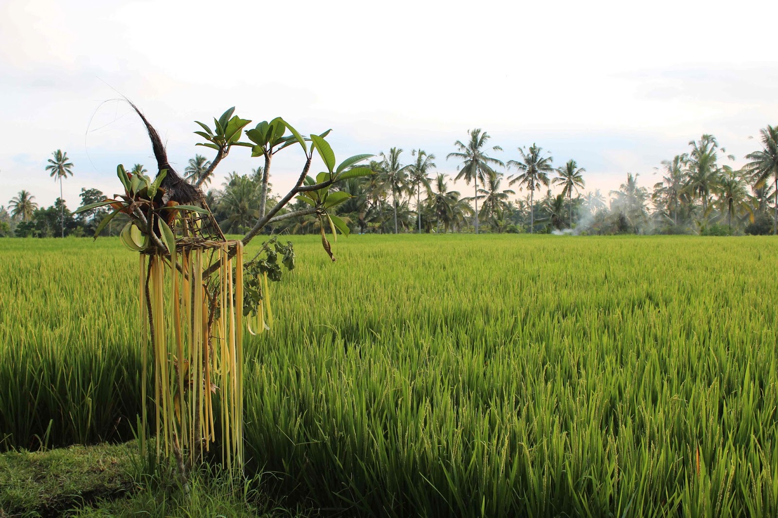 Nelle's Blog: Bali: Pretty things I saw - or - An ode to H2O