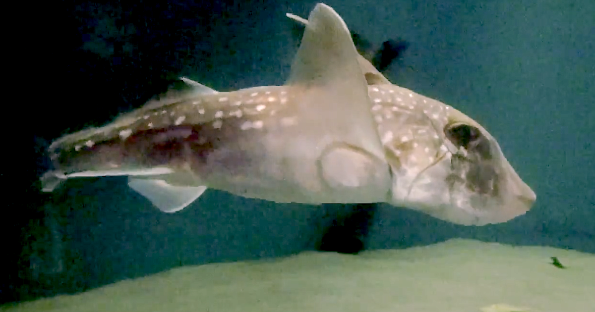 Aquarium Movies Japan Archive 生きている魚図鑑 スポッテッドラットフィッシュ Spotted Ratfish Hydrolagus Colliei