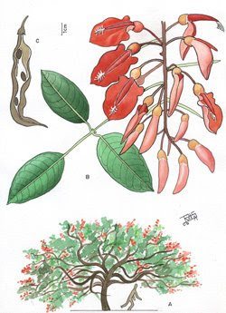 Seibo Erythrina crista-galli