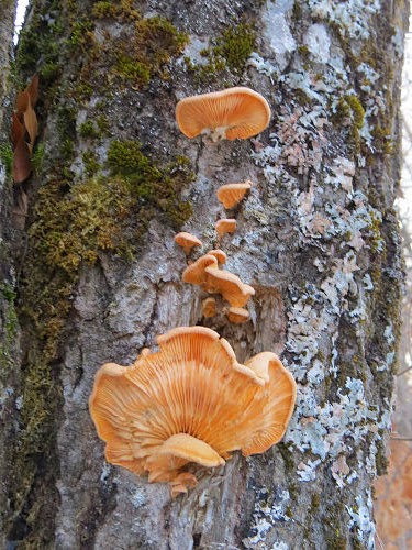 nestcap fungus