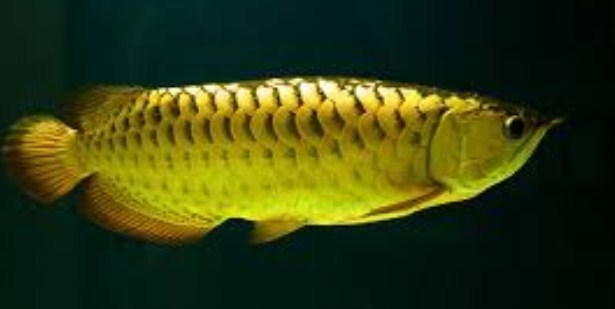 Arwana Golden