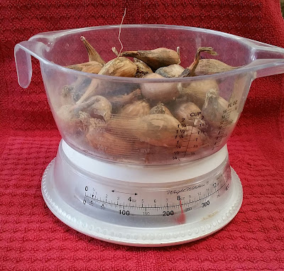 medium to large shallots on a scale