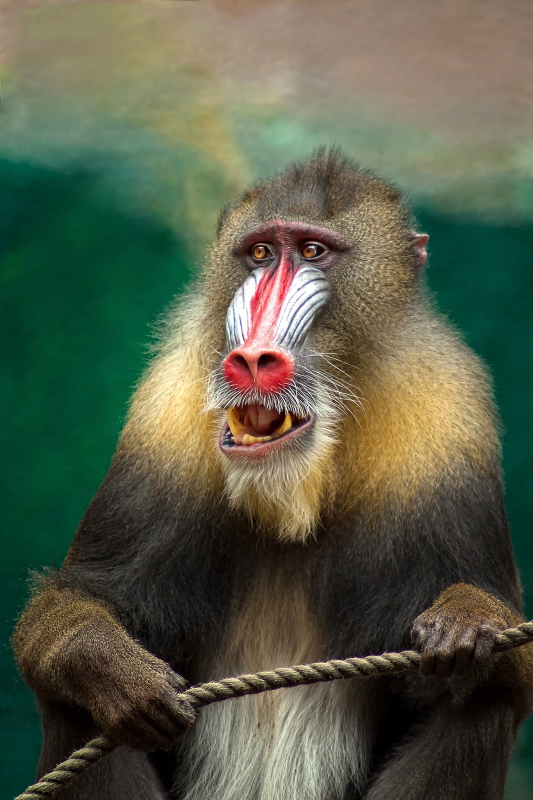 An amazing shot of the mandril with mouth slightly open and holding a rope.