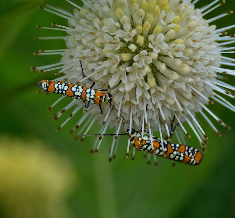 Orange-, black-, and white-checkered moths with long, thin beetle-like bodies were on many of the flowers at Spring Valley Wildlife Area.