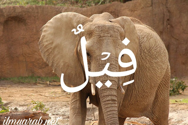 Gajah bahasa arab