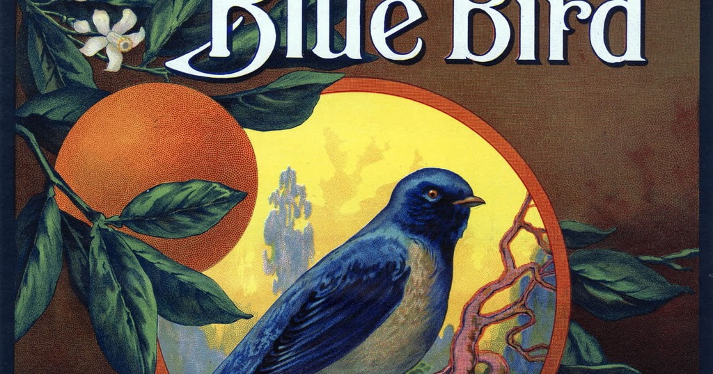 retro blue bird