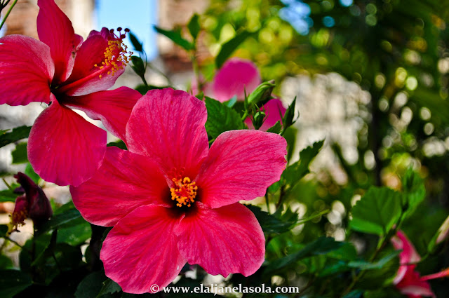 Flowers Zamboanga's Fort Pilar and National Museum