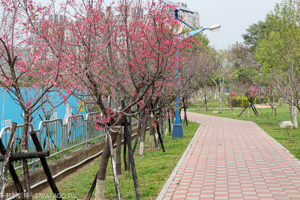 台中太平麗園公園300公尺櫻緣道賞櫻花,太平賞櫻好去處 台中太平麗園公園300公尺櫻緣道賞櫻花,太平賞櫻好去處