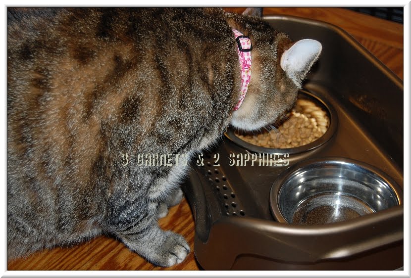3 Garnets 2 Sapphires The Neater Feeder Keeps Pet Food And