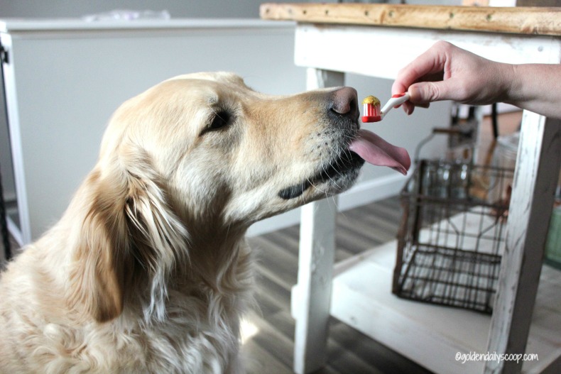 DIY Homemade Dog Toothpaste