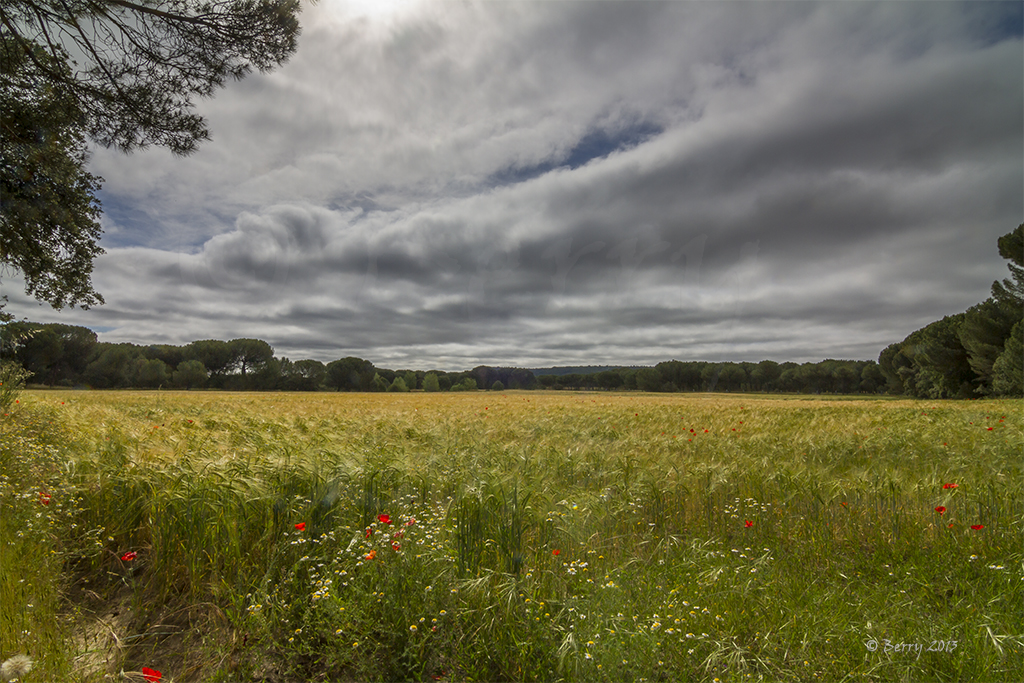 El Rinche de Berry Campos de Castilla