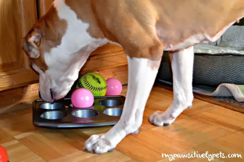 5 Tips to make your dog eat slower