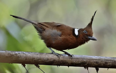 Download Bunyi Burung Cililin Mp3 Gacor Panjang Untuk Masteran
