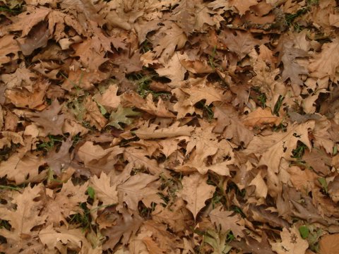 Esas Pequeñas Cosas De La Vida: Pisar Hojas Secas