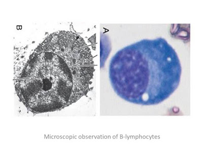 What is B-lymphocytes (B-cells)?