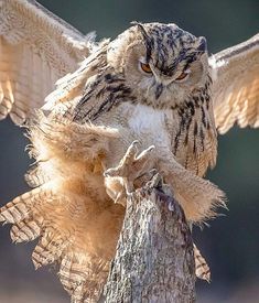 owl images