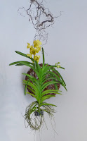 Blumenladen Orchidee Wanda