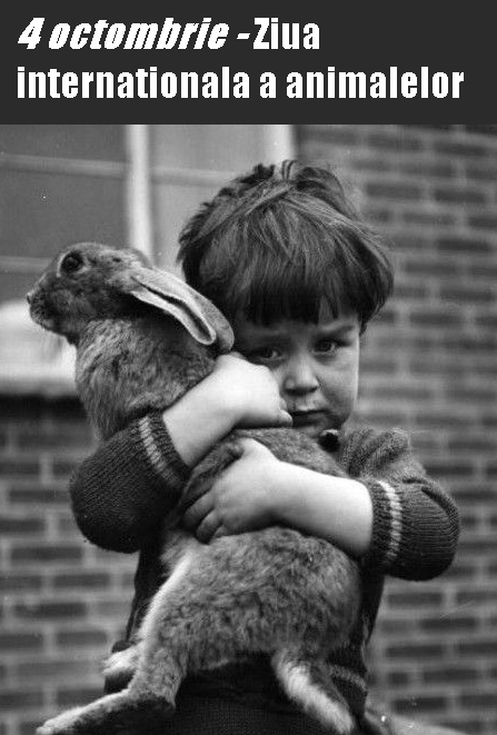 Fericirea la animale de companie