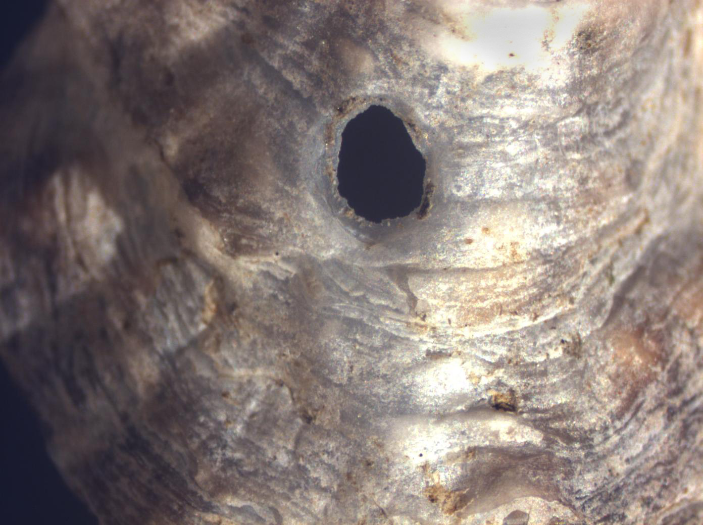 drill oyster hole radula shell research rah inornata crassostrea gigas