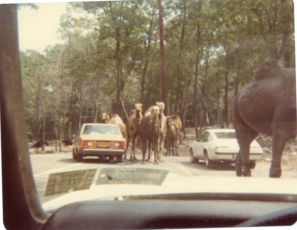 Where the Wild Things Were New Jersey's Jungle Habitat Go Retro!