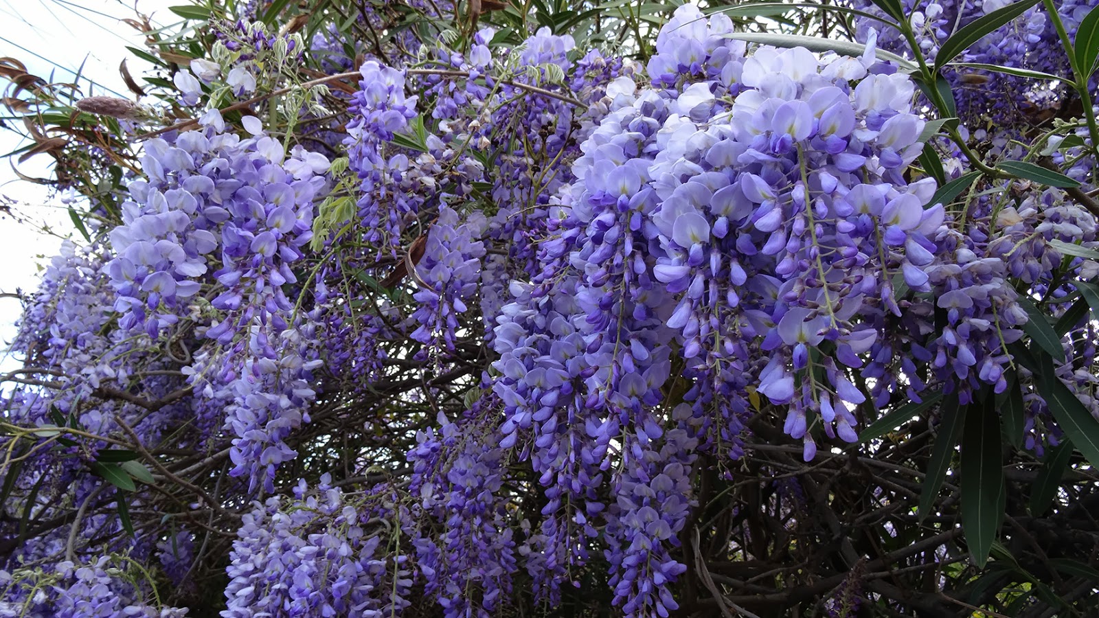 MAP MELBOURNE STREET TREES 45 WISTERIA