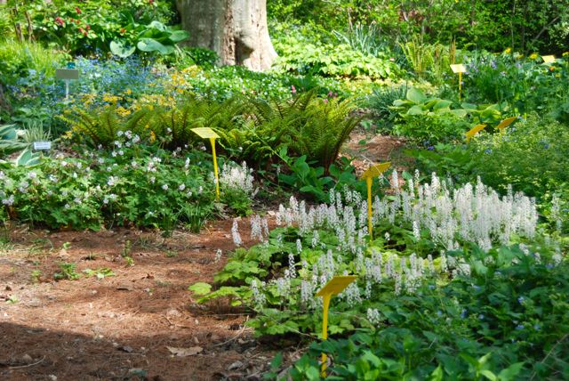 Tiarella, geraniums, ferns, Brunnera, hosta and every good thing, each neatly marked with their full name.