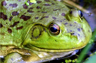 Frog | Photo by Kenn W. Kiser, on MorgueFile Image: Frog | Photo by Kenn W. Kiser, on MorgueFile
