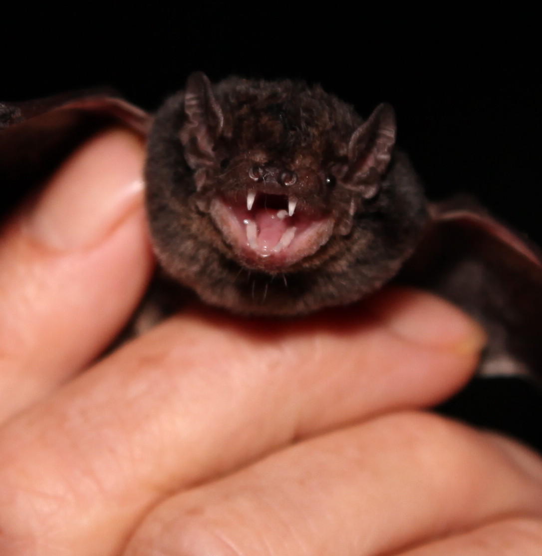 Land for Wildlife & Garden for Wildlife Alice Springs Central
