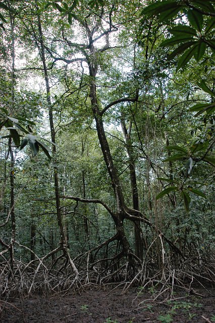 Marine Conservation Club (MCC): Hutan Mangrove