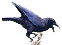 Gagak, Burung yang Cerdas | arsip kula