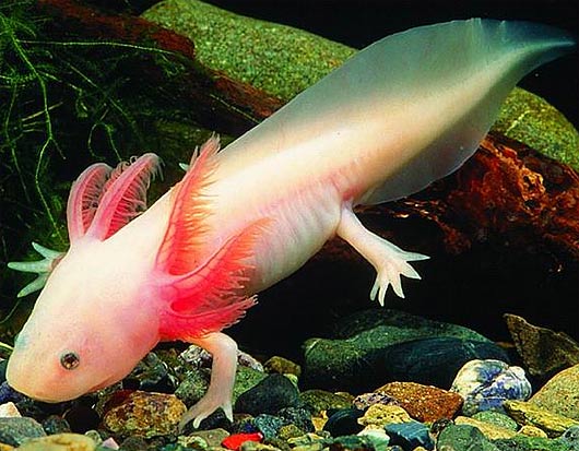 gambar axolotl