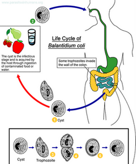 Siklus hidup Balantidium coli