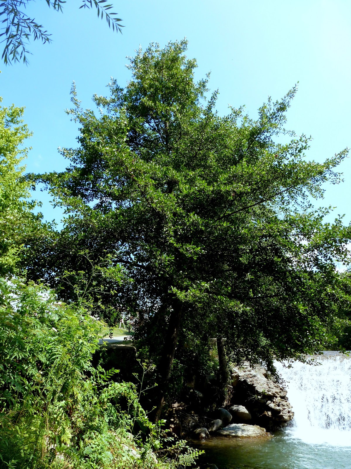 Árboles con alma: Aliso. Vern. (Alnus glutinosa)