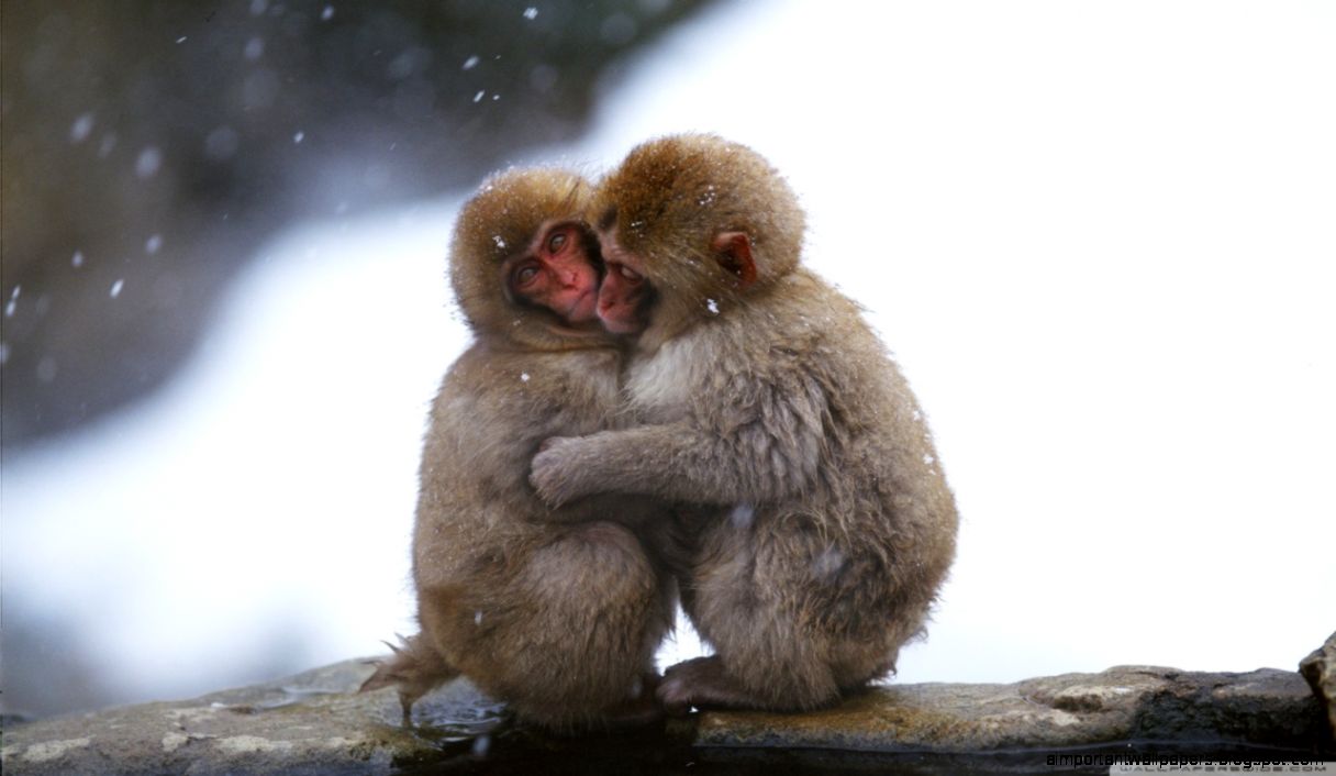 Macaques Hug HD desktop wallpaper  High Definition  Fullscreen