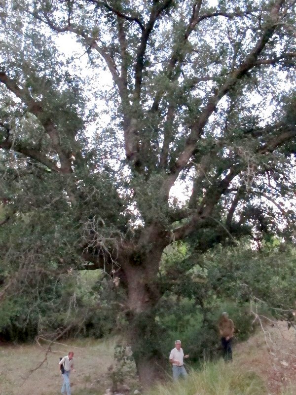 Los árboles presento ROBLE ANDALUZ EN PUEBLA DE DON FADRIQUE