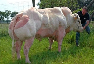 ΣΟΚΑΡΙΣΤΙΚΟ ΒΙΝΤΕΟ: Αυτό είναι το νέο τροποποιημένο κρέας που σερβίρεται στο πιάτο μας!!! Τι είναι το "Super Cow";;;
