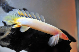 Ikan Palmas Albino