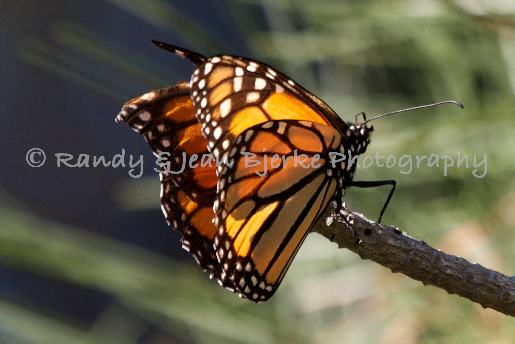 The Amazing Monarch Butterfly Migration