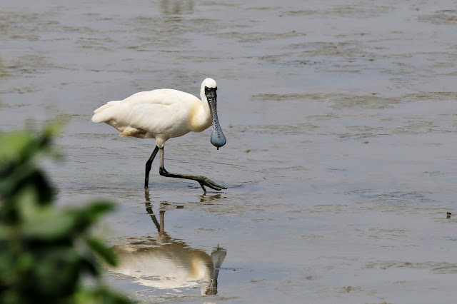 Black-faced Spoonbill with breeding plumage